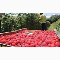 Робота за кордоном. Збір малини