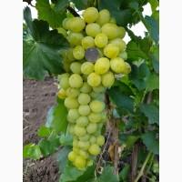 Продам столовый виноград сортов Аркадия, Лора, Натали