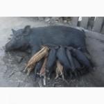 Продам в#039;єтнамських поросят
