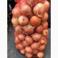 Продам лук сорт банка Штутгарт глобус в идеальном качестве доставка по всей Украине