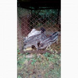 Продам поросят породи мангал