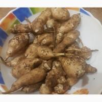Продам топинамбур свежый (земляна груша)