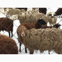 Ярки, овцематки гиссарской породы курдючные
