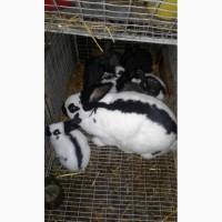 Продам кролі німецький строкач