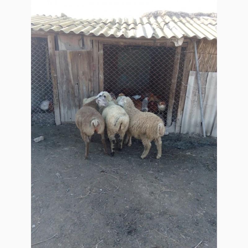 Фото 2. Продам овец на экспорт. От производителя с 100 голов