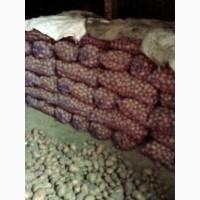 Продам домашню картоплю, сорт славянка мг