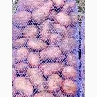 Продам домашню картоплю, сорт славянка мг