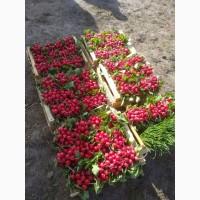 Продам редис Селеста, Меліто