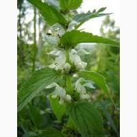 Сок яснотки белой, 210 мл