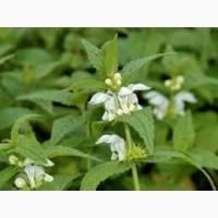 Сок яснотки белой, 210 мл