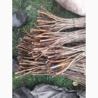 Родам підщепу(подвой) для черешні ВСЛ2