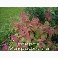 Рябинник рябинолистный - оригинальный декоративный кустарник