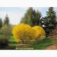 Рябинник рябинолистный - оригинальный декоративный кустарник
