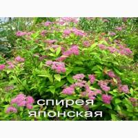 Рябинник рябинолистный - оригинальный декоративный кустарник