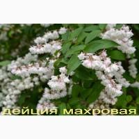 Рябинник рябинолистный - оригинальный декоративный кустарник