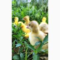 Гусята породы мамут подрощенные доставка