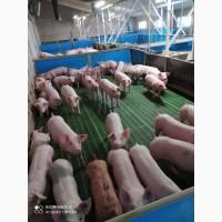 Реализуем поросят со свинокомплекса
