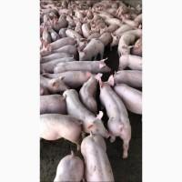 Реализуем поросят со свинокомплекса