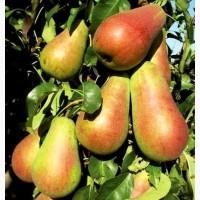 Саженцы в питомнике АГРОДИВО