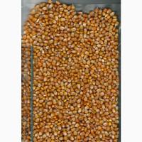 Кукуруза фуражная, продажа на экспорт, 8000 тонн продажа Хмельницка обл