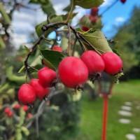 Куплю глід. Куплю боярышник 2021, Хмельницкая обл