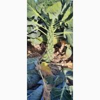 Продаем брюссельскую капусту