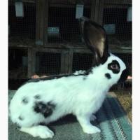 Німецький строкатий велетень ( чорно-білий )