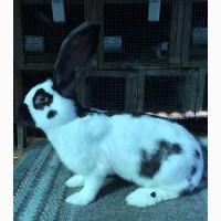 Німецький строкатий велетень ( чорно-білий )