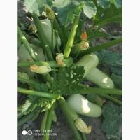 Продам кабачки оптом, торг