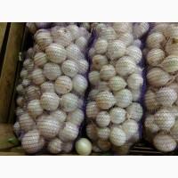 Продаєм білу цибулю