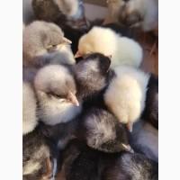 Добові курчата домінант чеський попелясті чорні