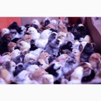 Добові курчата домінант чеський попелясті чорні