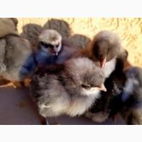 Добові курчата домінант чеський попелясті чорні