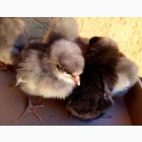 Добові курчата домінант чеський попелясті чорні