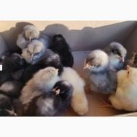 Добові курчата домінант чеський попелясті чорні