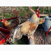 Продається яйце інкубаційне, курчата. Чистопородний Білефельдер (криль)