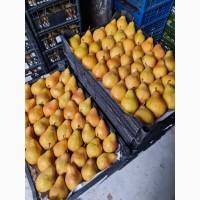 Продам грушу Ноябрьську