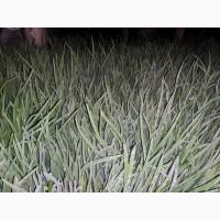 Продам зелену цибулю перо, оптом та в роздріб