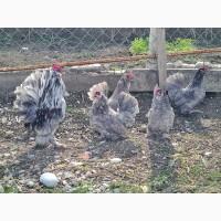 Інкубаційне яйце. Курчата, Мільфлер лимон, синій, лавандовий