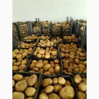 Картопля молода Македонія