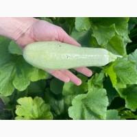 Кабачок Органіка