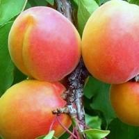 Саджанці абрикоса Вондер Кот - 1-річний