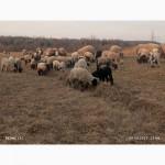 Продам ягнята, вівці, барани