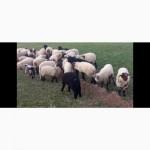 Продам ягнята, вівці, барани