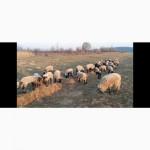 Продам ягнята, вівці, барани