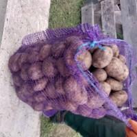 Продам картоплю