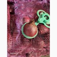 Продам червоний буряк з Польщі 0, 80 zł/кг (Wielkopolskie województwo)