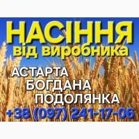 Насіння озимої пшениці Астарта, Богдана, Подолянка від виробника