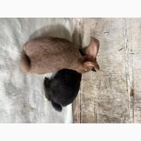 Молодняк кролі Німецький строкач