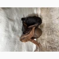 Молодняк кролі Німецький строкач